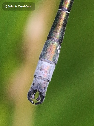 J15_3161 Lestes dryas appendages.JPG